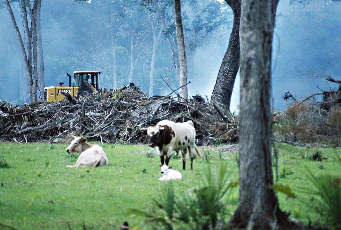 Forest cover in Florida being removed for cattle pasturage and development. Photo: Randolph Femmer, USGS. Public domain, March 15, 2016.