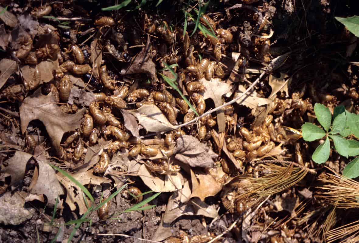 Cicada exoskeletons on forest floor. Photo: John J. Mosesso, USGS, public domain.