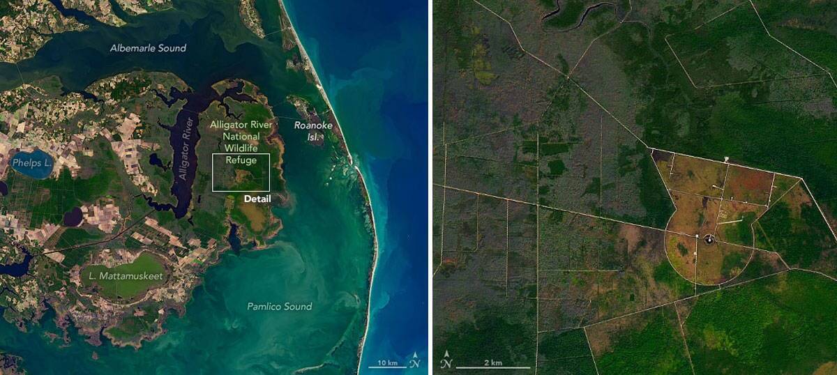 Ghost Forest in North Carolina’s marshy Albemarle-Pamlico Peninsula. Image: Landsat 8, NASA, November 25, 2019.