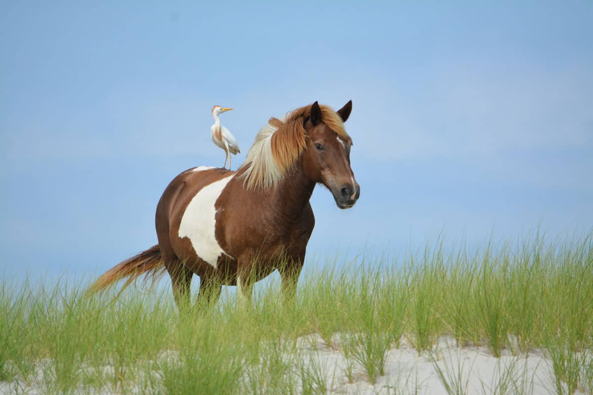 Horse with cattle egret perched on its back, standing on top of dune.