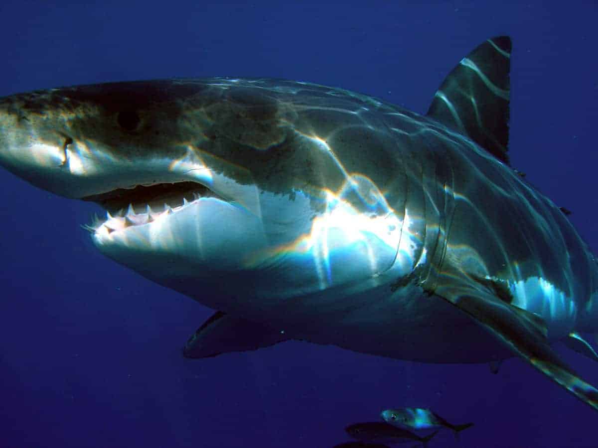 Close up view of a Great white shark (Carcharodon carcharias), Isla Guadalupe, Mexico.