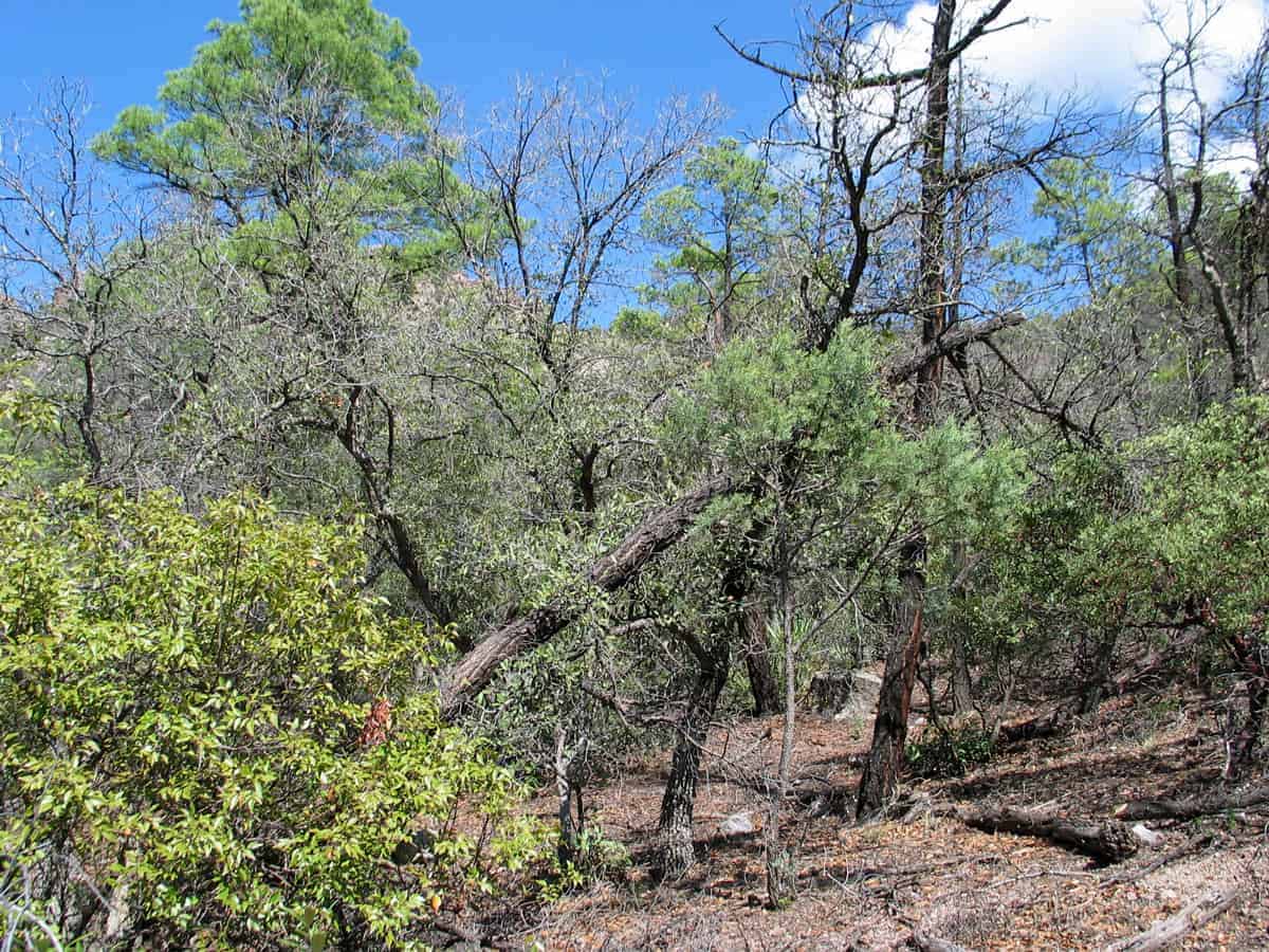 Enclaves of Madrean pine-oak woodlands are found at higher locations. Photo: Madrean evergreen woodland, Chiricahua National Monument, National Park Service.