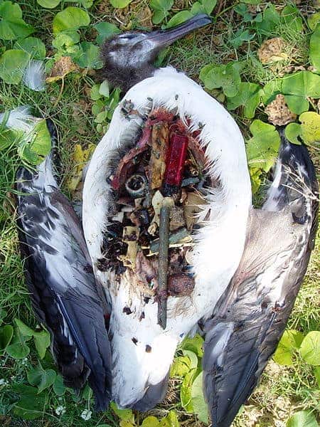A dead Laysan albatross chick, showing a belly full of plastic garbage. Photo: Claire Fackler, NOAA.