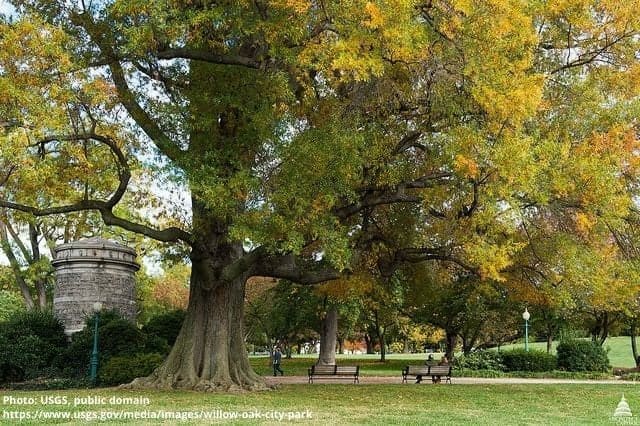 Willow Oak in City Park. Photo: USGS, public domain.