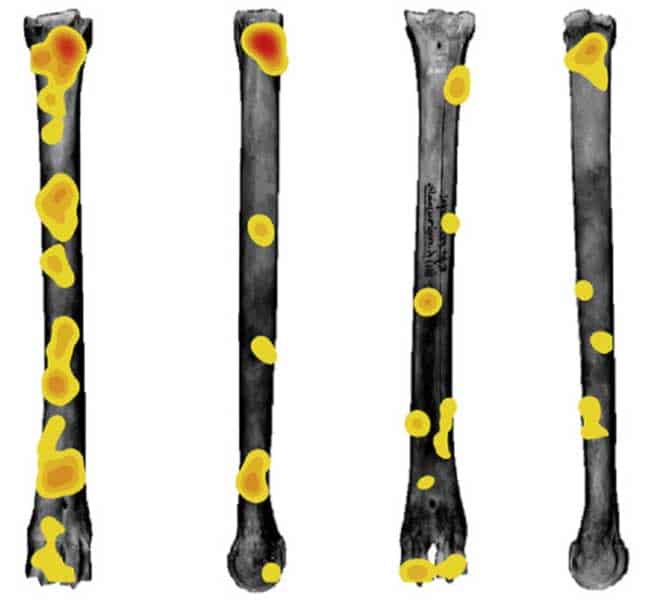 GIS density analysis results of tooth pit distribution. Red areas indicate highest concentrations of tooth pits. Image: Parkinson, Plummer, & Bose, 2014.