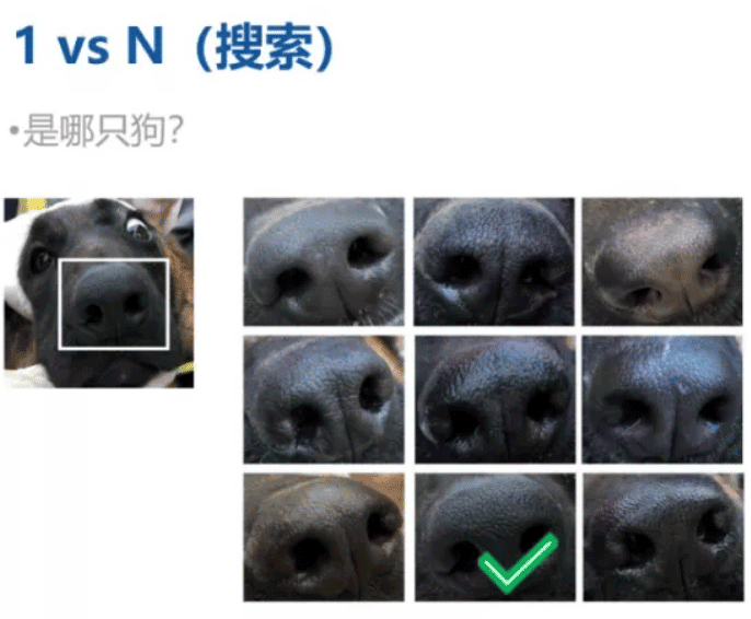Magvii's dog nose pattern recognition.