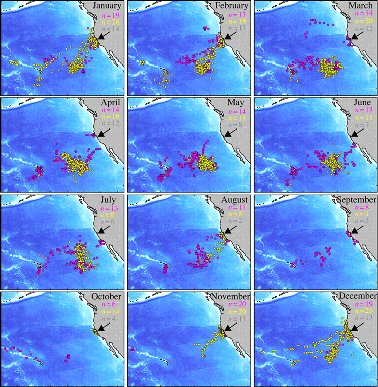 Seasonal migratory pattern and distribution of male (n = 32), female (n = 23) and unsexed (n = 14) white sharks tagged in central California. From Jorgensen et al, 2009.