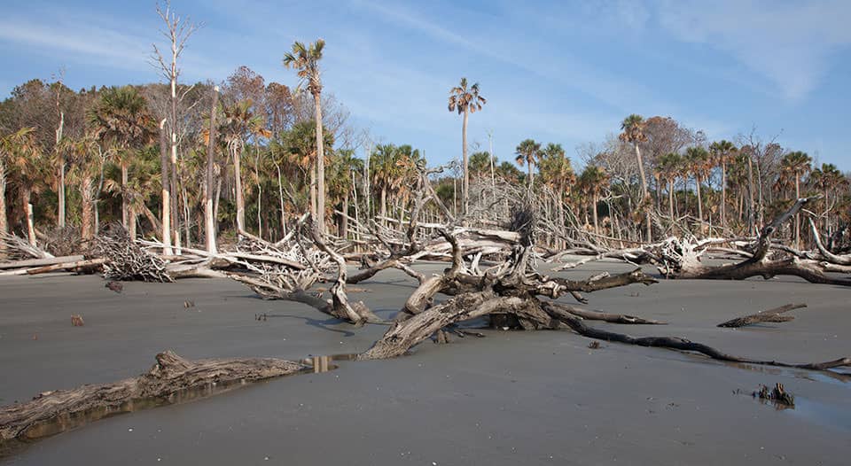 A ghost forest on Capers Island, South Carolina. Photo: NOAA.