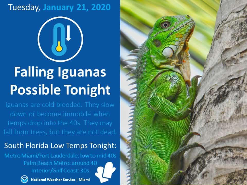 The National Weather Service in Miami recently issued a "falling iguana" warning during a cold spell.