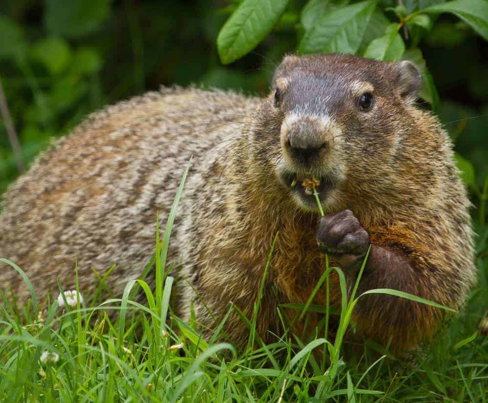 Groundhog. Photo: NPS, public domain.