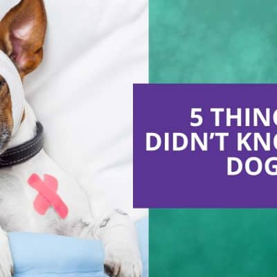 Dog lying down with bandaid in head