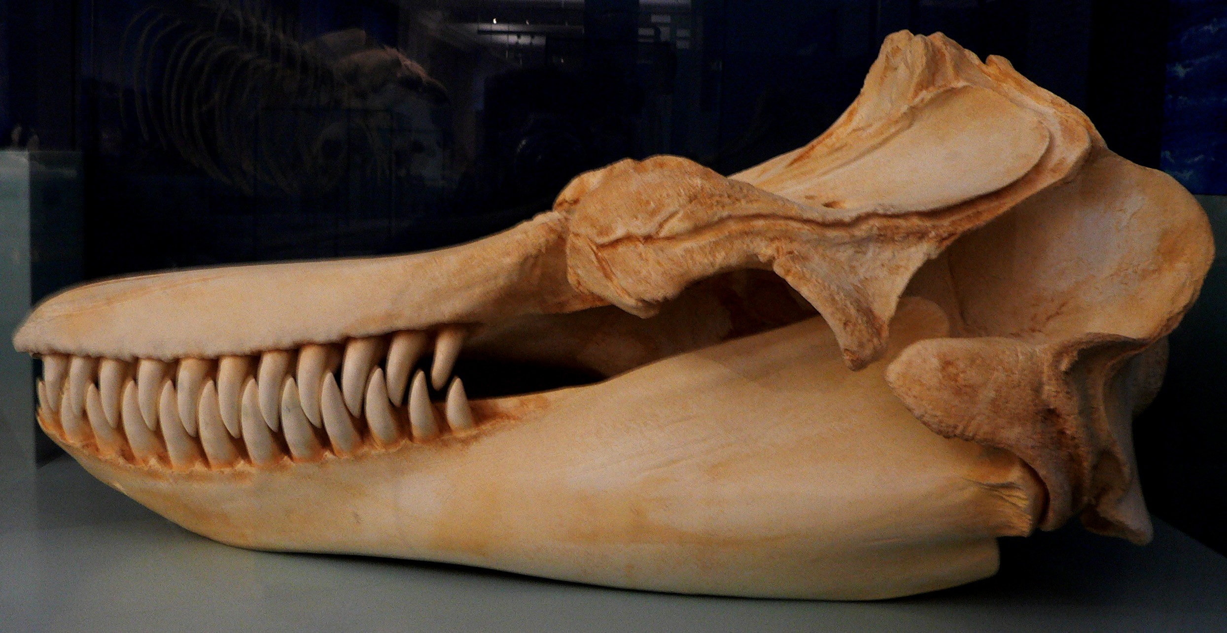 Schädel eines Orca | via Wikipedia CC BY-SA 3.0