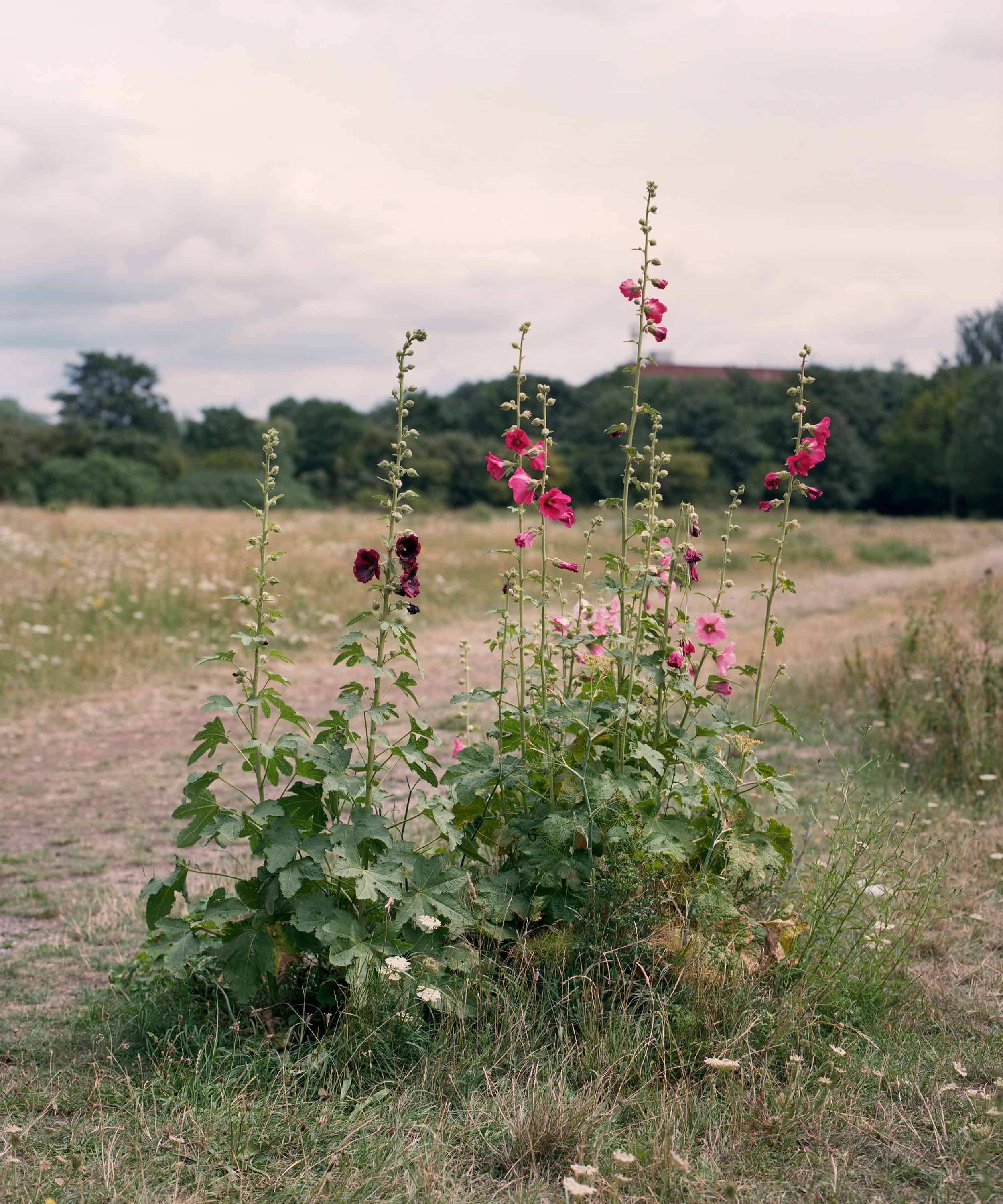Hackney Marshes, 2022 © Freya Najade