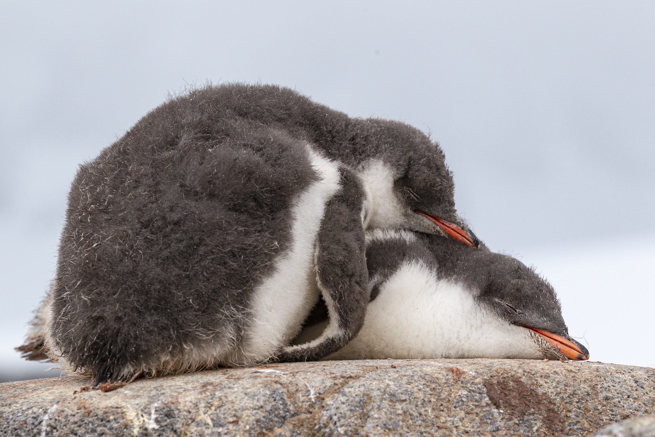 Kuschelnde Eselspinguine Foto Franco Banfi