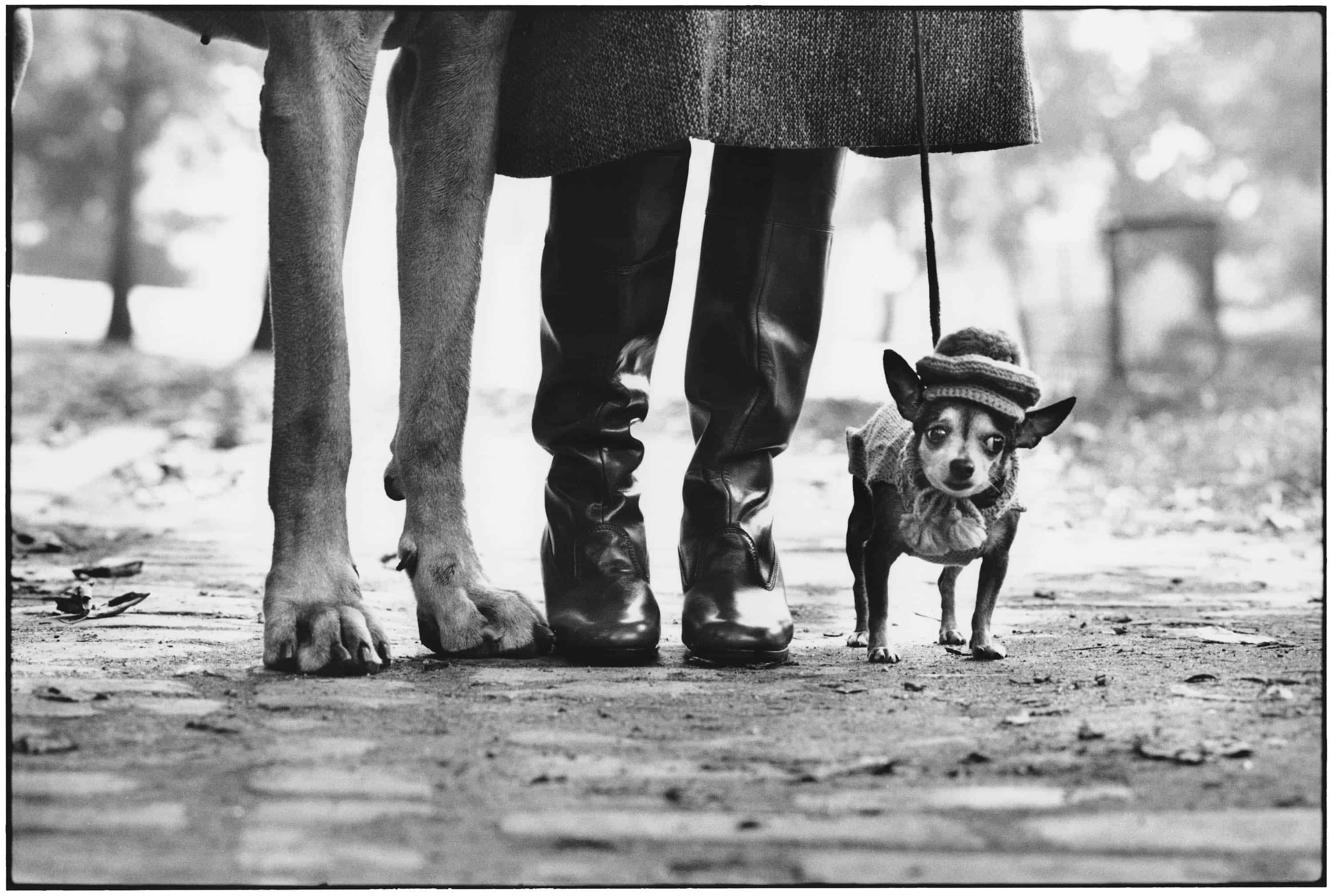 Elliott Erwitt: »Dog Legs, USA. New York City« 1974. Courtesy: Loft 11 Gallery, München