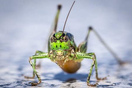 grasshopper with a missing accessorie