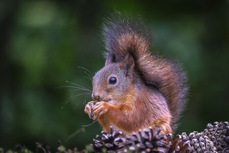 My Portfolios – Moments Captured in Images, Nibbling squirrel