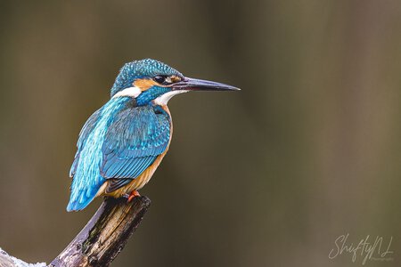 waiting for its dive