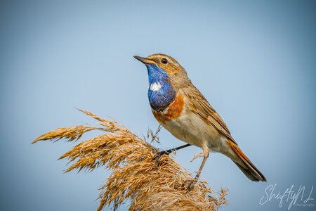 My Portfolios – Moments Captured in Images, Vibrant bluethroat bird perched on dried grass against a clear blue sky, showcasing detailed colorful plumage and natural beauty.