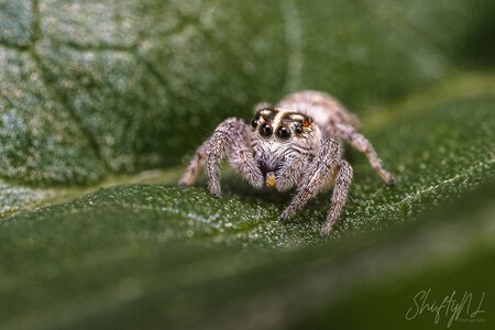 Close-up of a jumping spider on a leaf, highlighting intricate details and textures in macro photography. A spider with detailed eyes and hairy legs on a green leaf, showcasing macro nature photography.