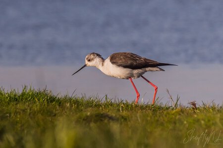 1. Elegant shorebird with a long beak and red legs walking on lush grass near water’s edge in a nature setting.