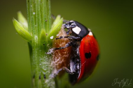 unlucky ladybug