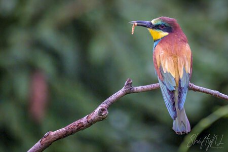 A colorful bird with vibrant plumage perched on a thin branch, holding a caterpillar in its beak, set against a blurred green natural background.