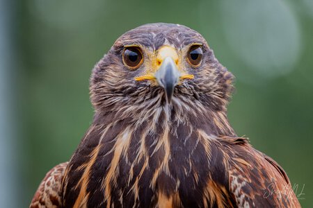 Close-up of a hawk's face showing sharp eyes, hooked beak, and detailed feathers in natural light.