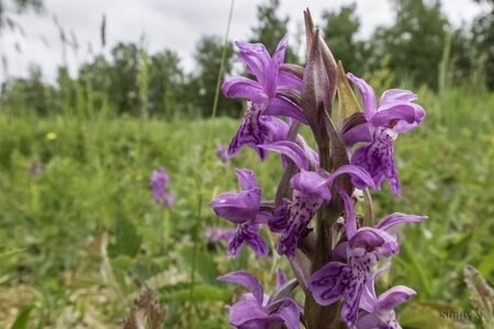 Violet wild orchids blooming in a natural meadow, showcasing vibrant colors and delicate petals, perfect for nature photography and outdoor botanical themes.