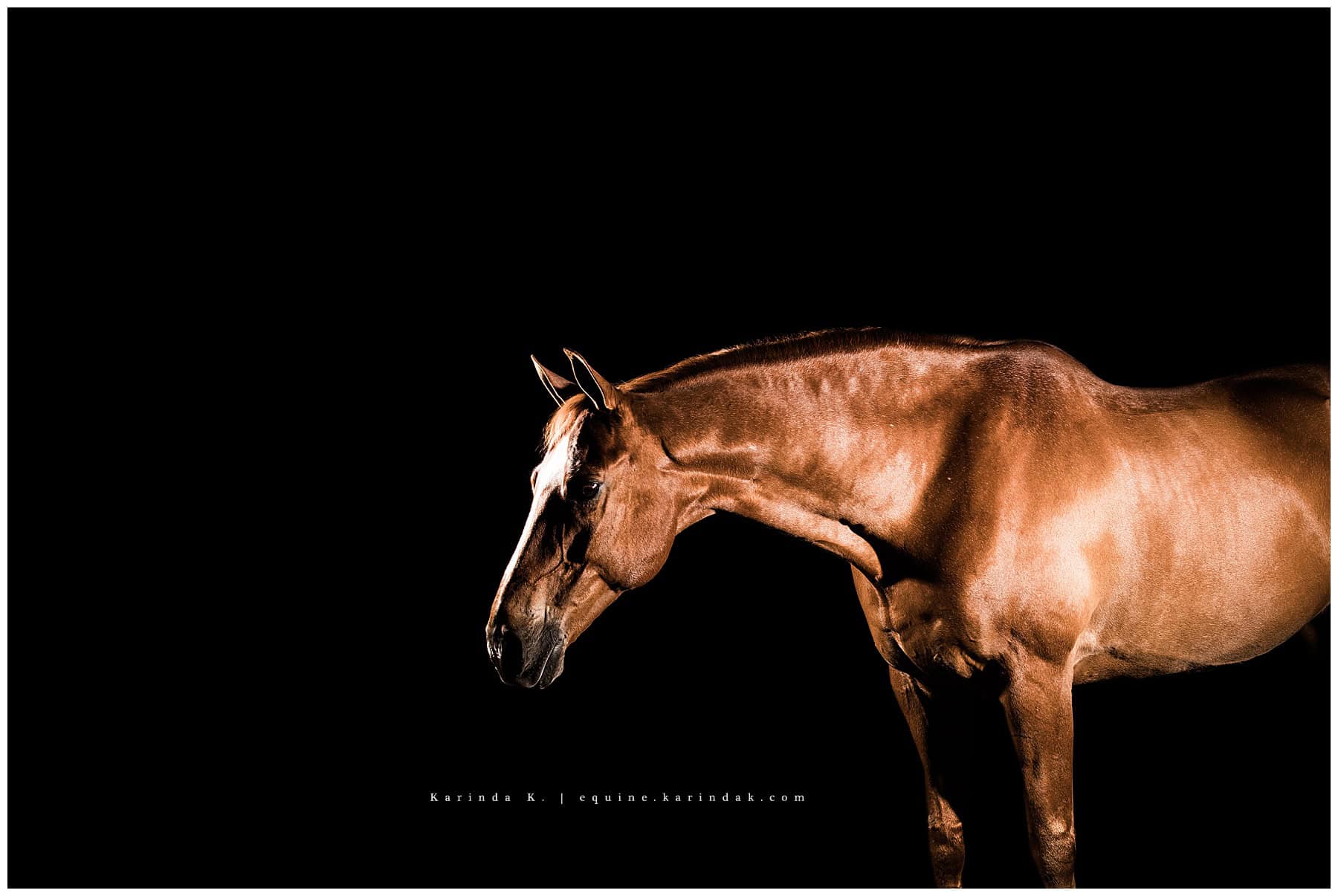 black background portraits houston tx