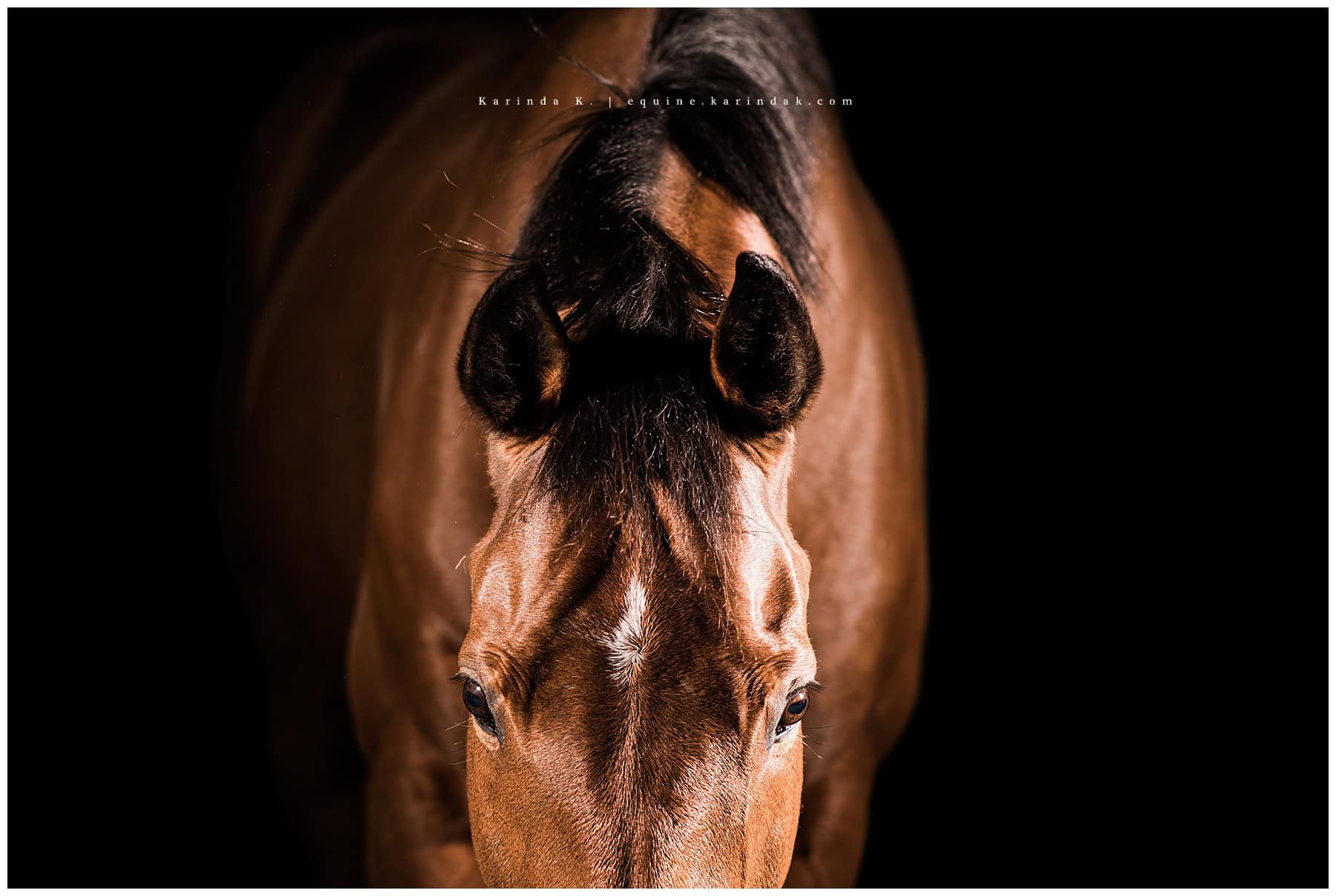 black background horse portraits houston tx