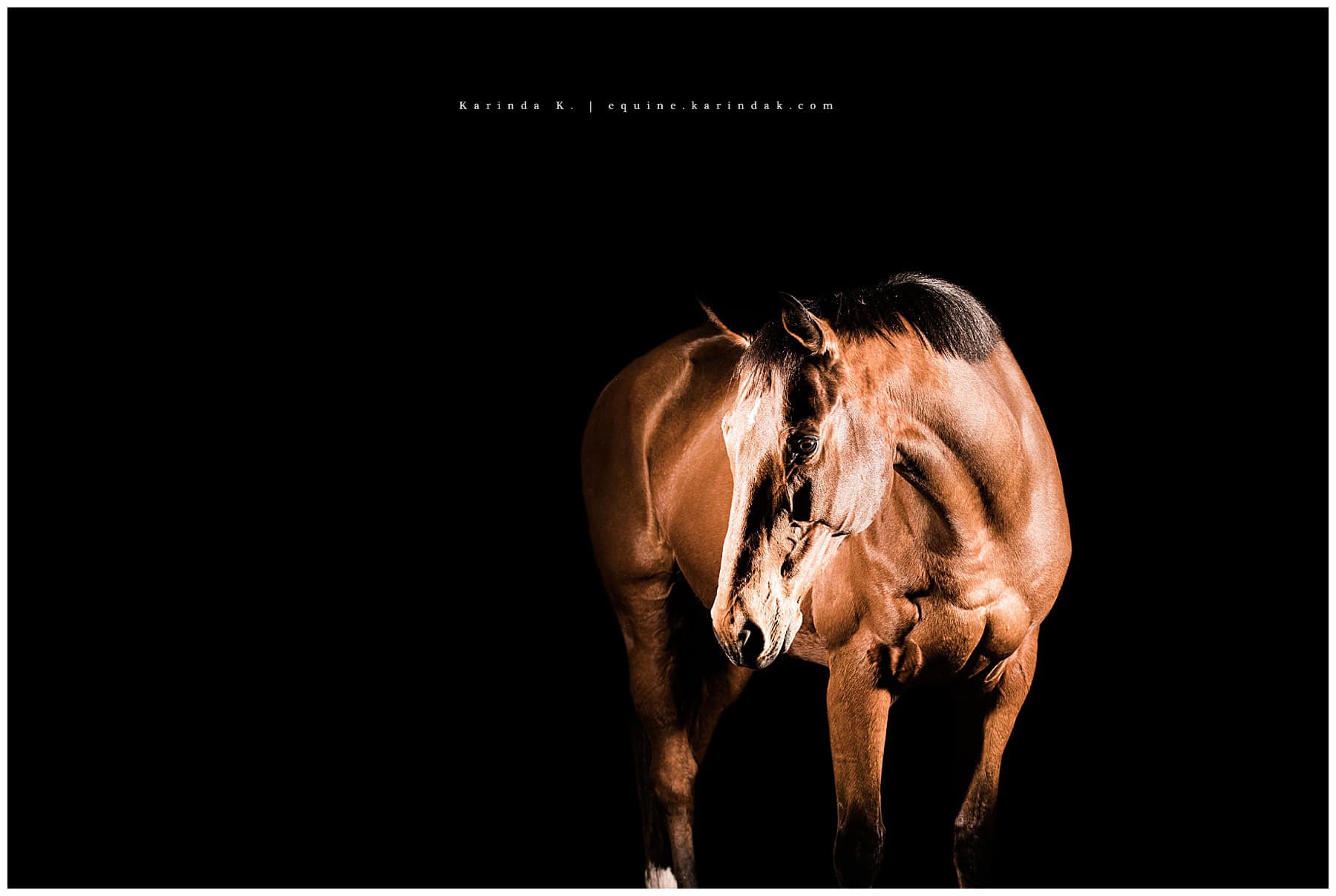 hunter jumper horse portraits magnolia tx