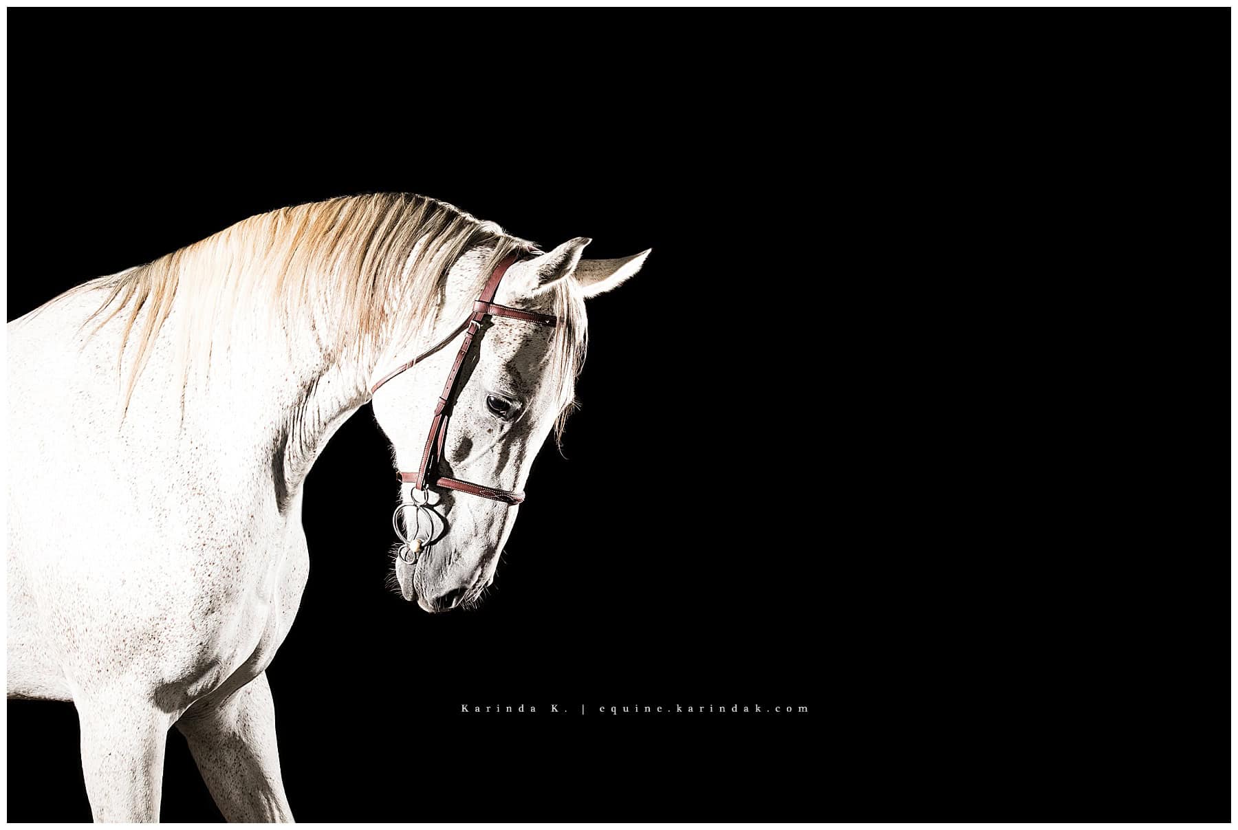 photographer for black background wall art houston, tx