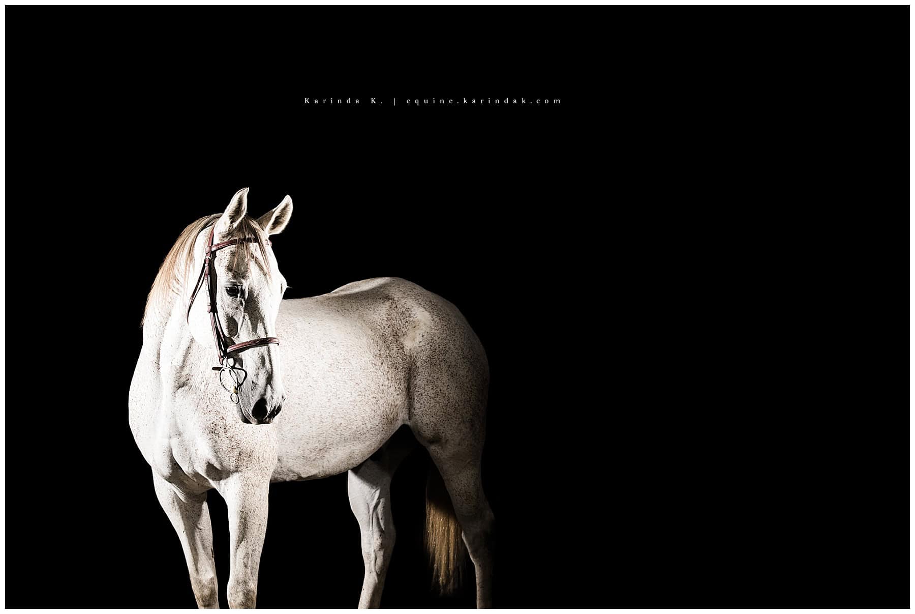 black background traveling equine photographer