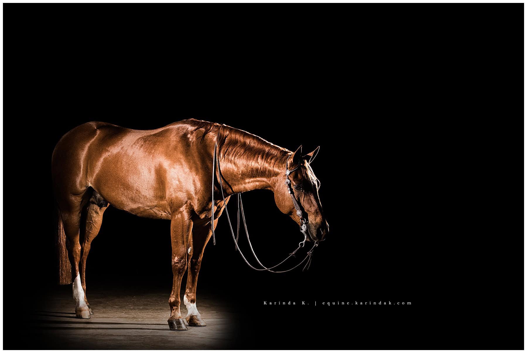 black background reining horse portraits tx