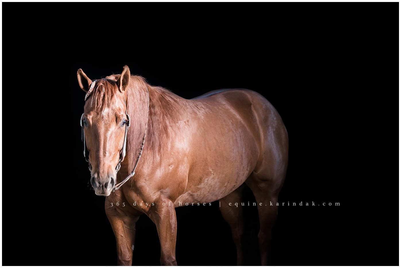 Corpus Christi Equine Photographer Risky AQHA Pole Bending Horse