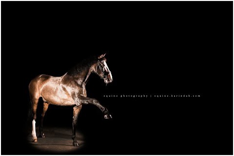 Bay horse paws his foot for photo