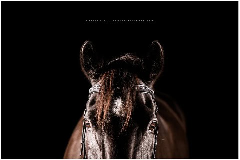 equestrian black background portraits houston, tx