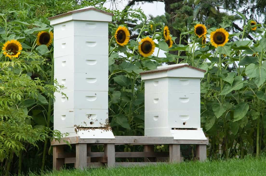 Professional Bee Control for your home - APC Pest Control