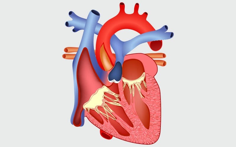 estenose-pulmonar