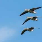 Greylag geese flying Greylag geese flying