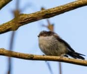 Baby long tailed tit Baby long tailed tit