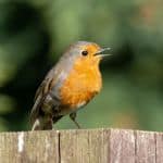 Robin singing Robin singing