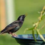 Starling drinking Starling drinking