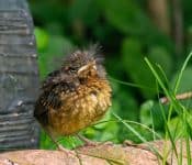 Fledgeling robin
