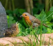 Fledgeling robin being fed by adult