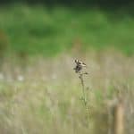 Goldfinch on a thistle in the field