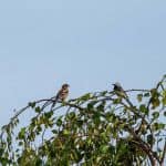 Chaffinch and wagtail atop a silver birch tree awaiting their turn at the wildlife pond