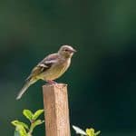 Chaffinch on a wooden post