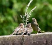 Mother and two fledgeling sparrows on fence